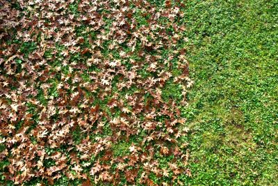 Leaf Removal in Fall