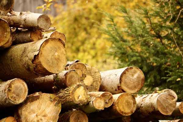 Wood Pile Removal in Alexandria