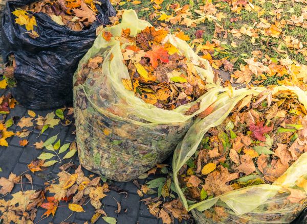 Yard Cleanup Service in Alexandria