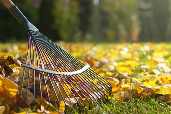 Leaf Raking Service in Alexandria