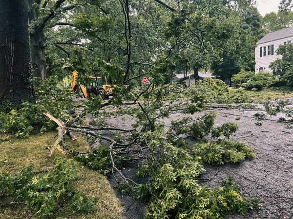 Tree Branch Disposal in Alexandria