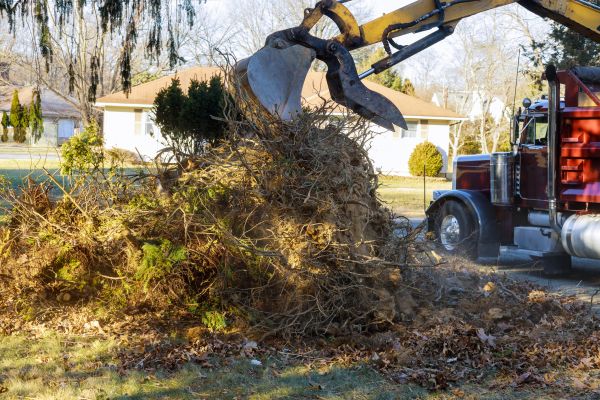 Storm Debris Removal in Alexandria