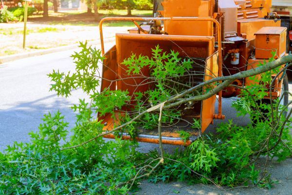Tree Branches Removal in Alexandria