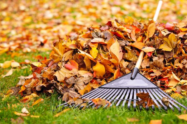 Yard Leaf Removal in Alexandria