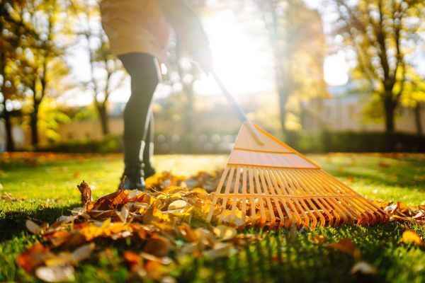 Leaves Raking in Alexandria