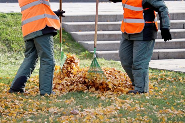 Leaf Hauling Service in Alexandria