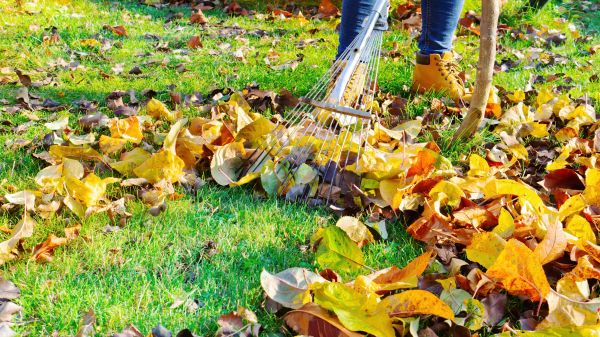 Lawn Cleanup Service in Alexandria