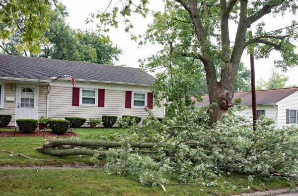 Fallen Branch Removal in Alexandria